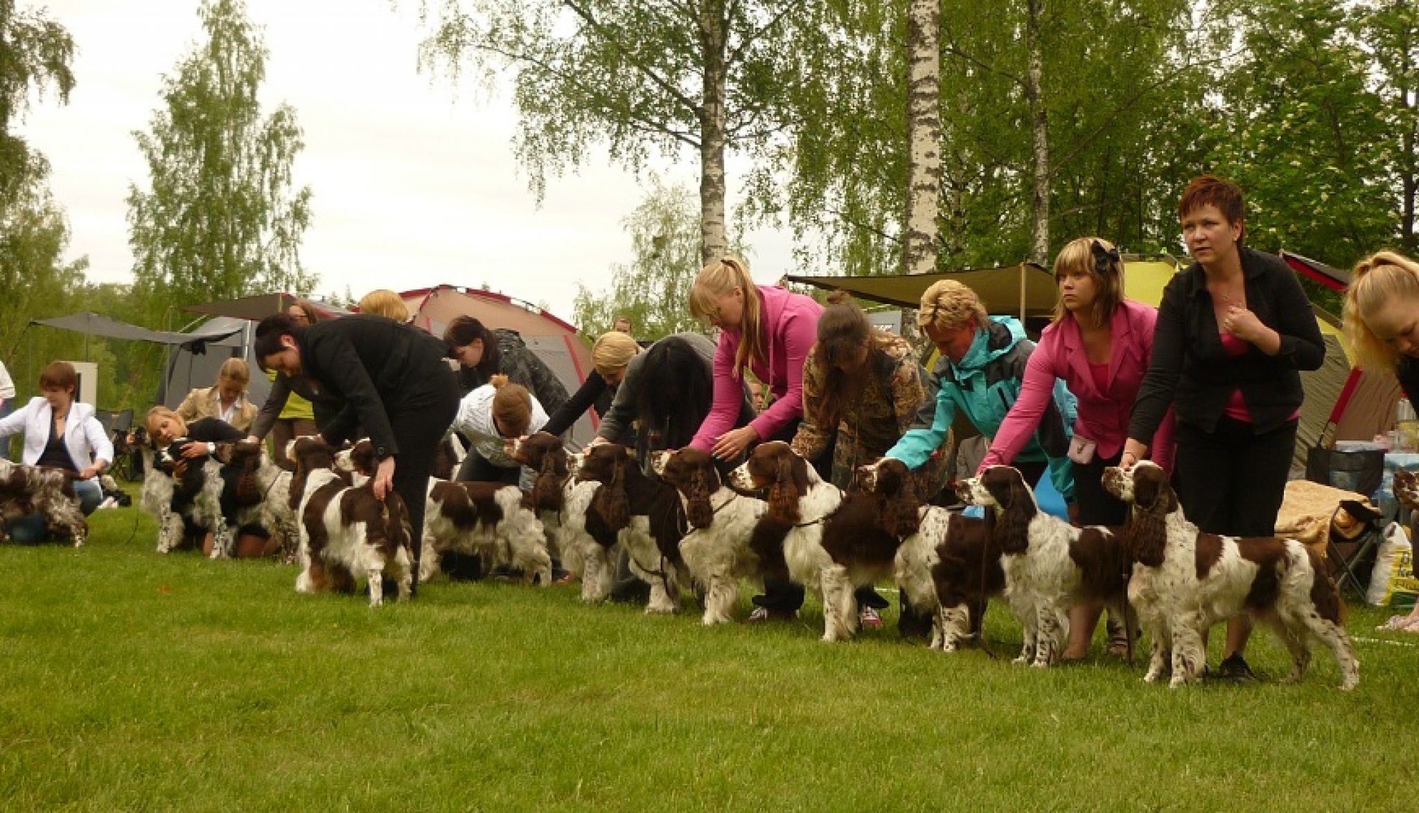 Finnish Springer Club Show in Karkku, 09.06.2012