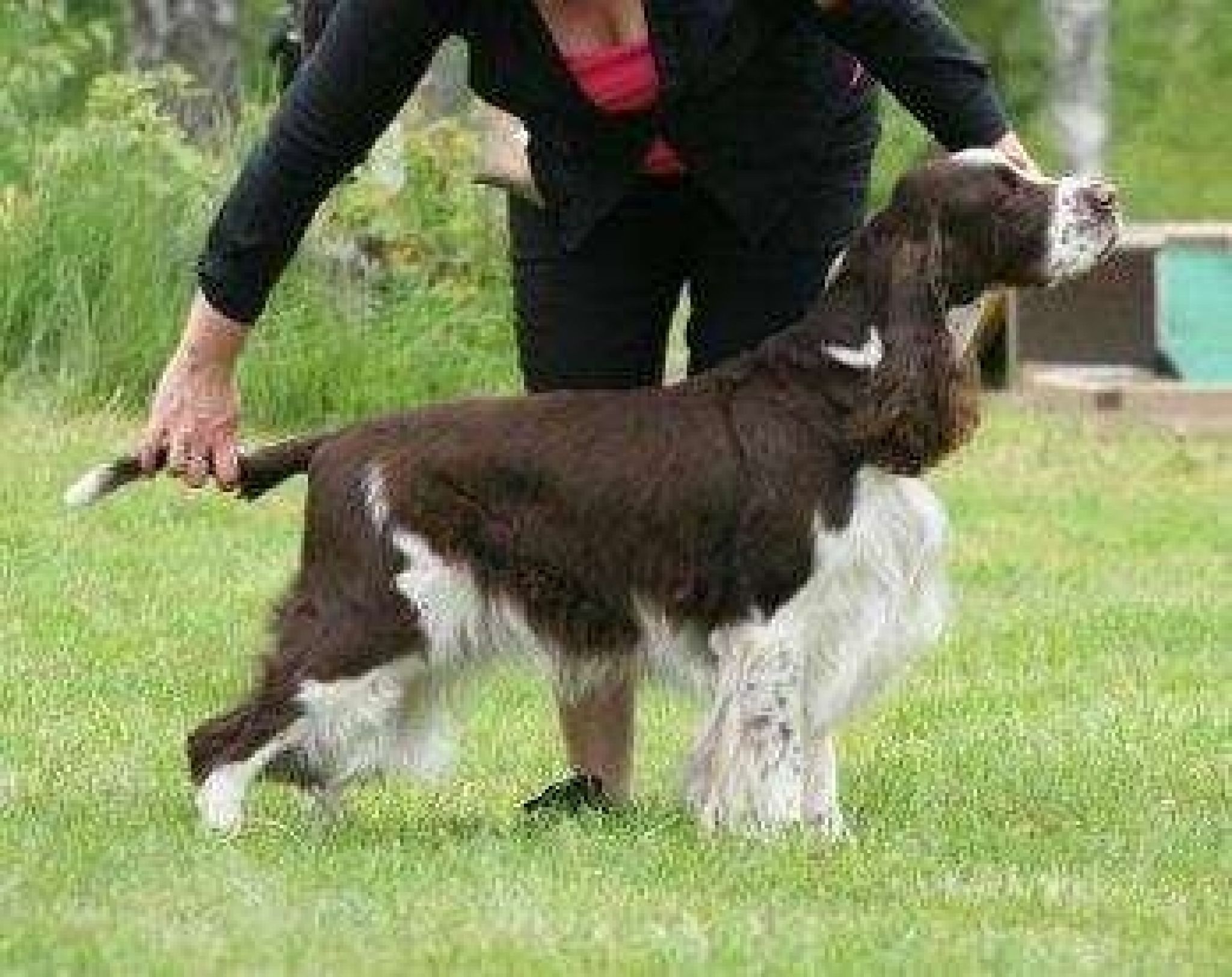 Finnish Springer Club Show in Karkku, 09.06.2012