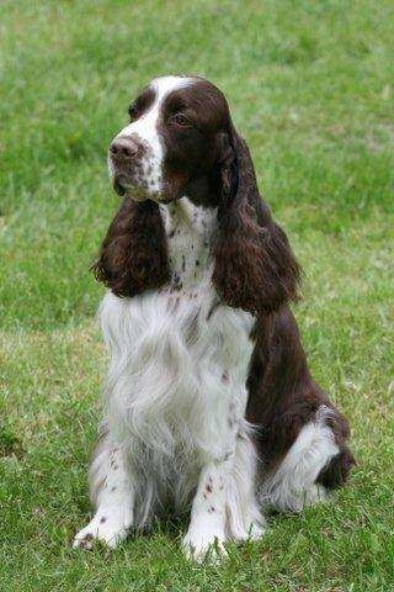 Finnish Springer Club Show in Karkku, 09.06.2012