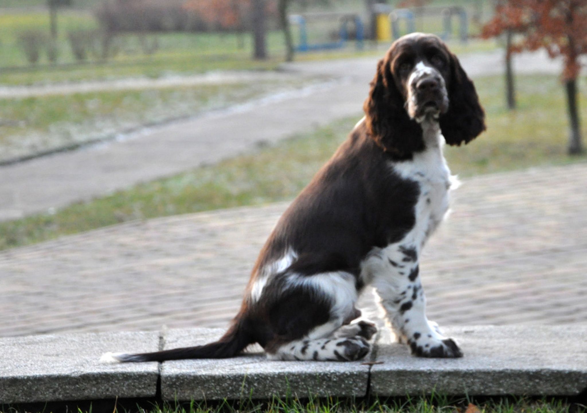 Ch.PL RobinsSon Rough Petito Bonito