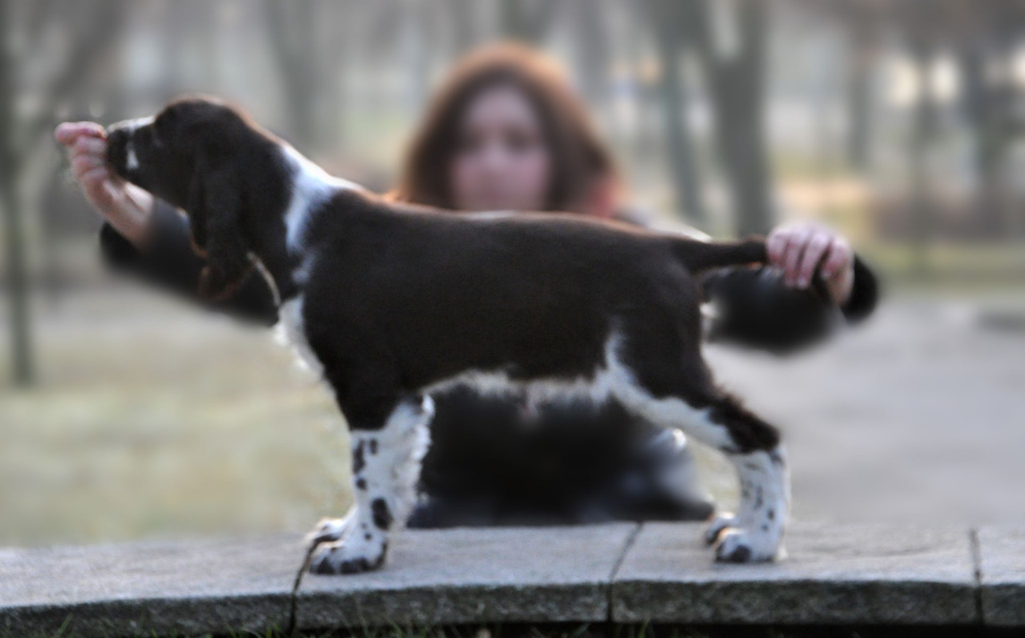 Ch.PL RobinsSon Rough Petito Bonito