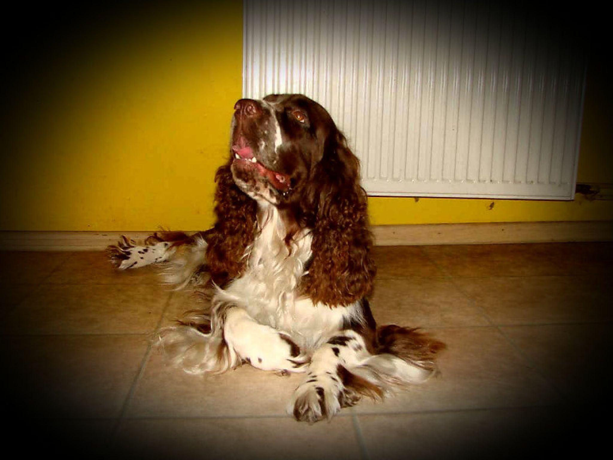 Ch.PL RobinsSon Rough Petito Bonito