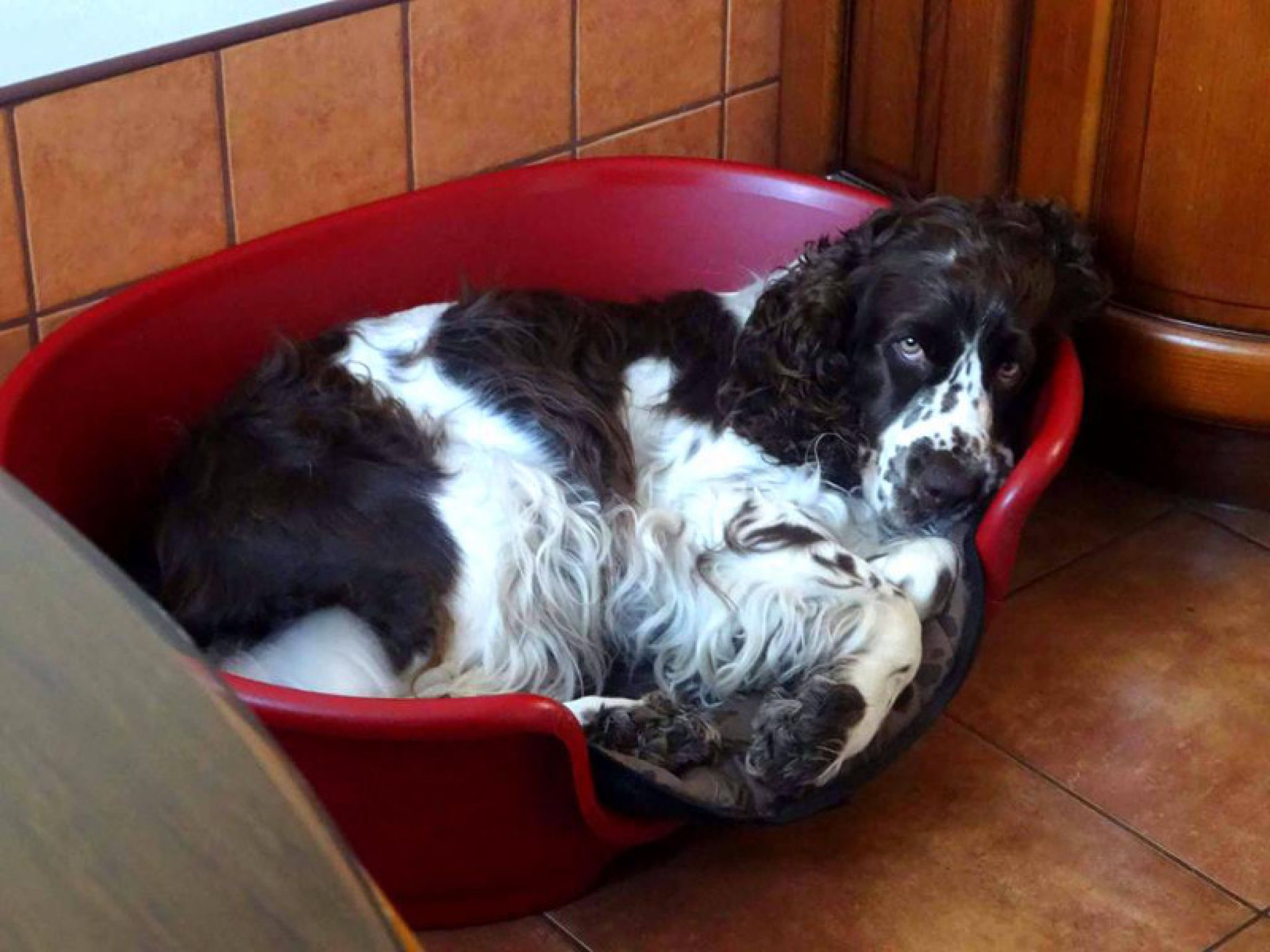 RossaLee Real Petito Bonito