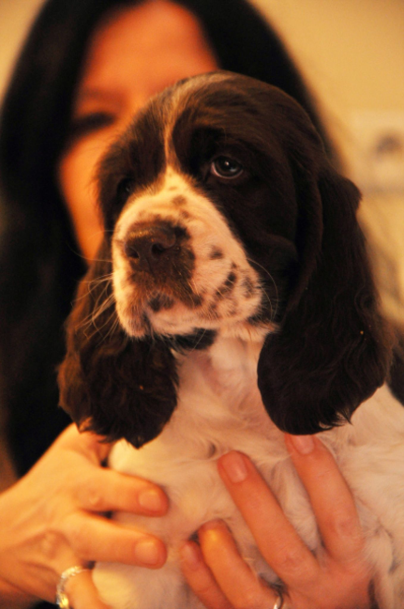 Ch.PL RosseMarry Rude Petito Bonito