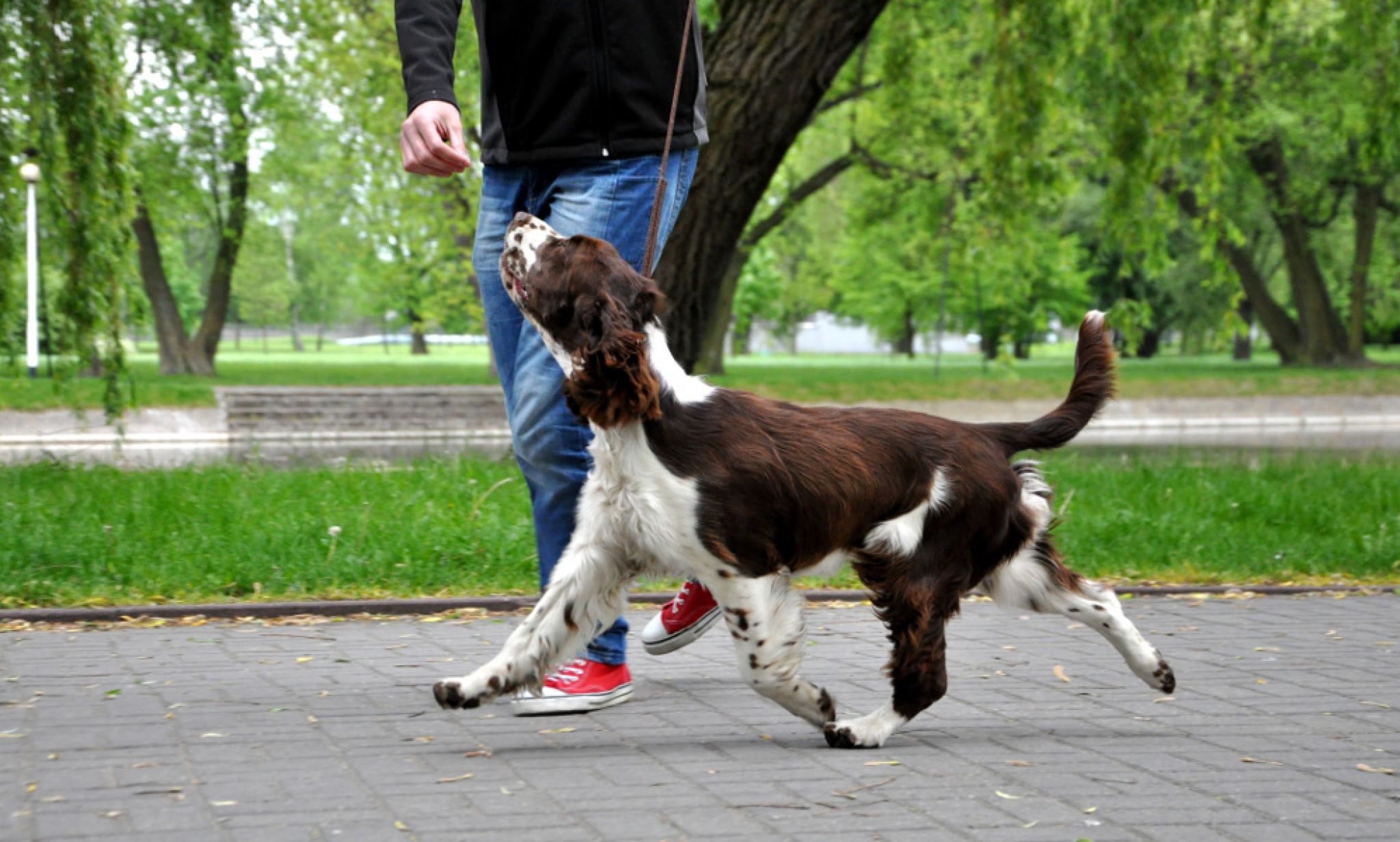 Ch.PL RosseMarry Rude Petito Bonito