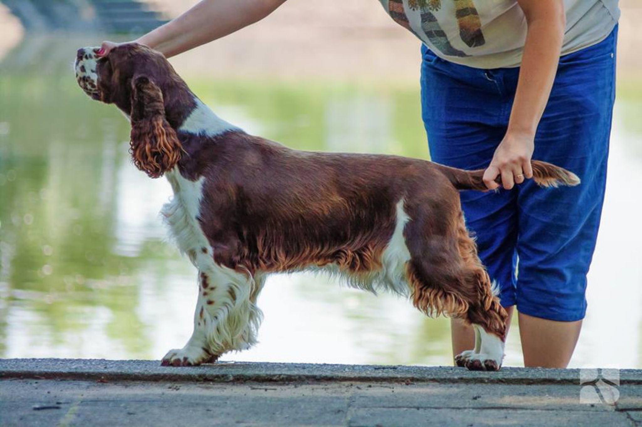 Ch.PL RosseMarry Rude Petito Bonito