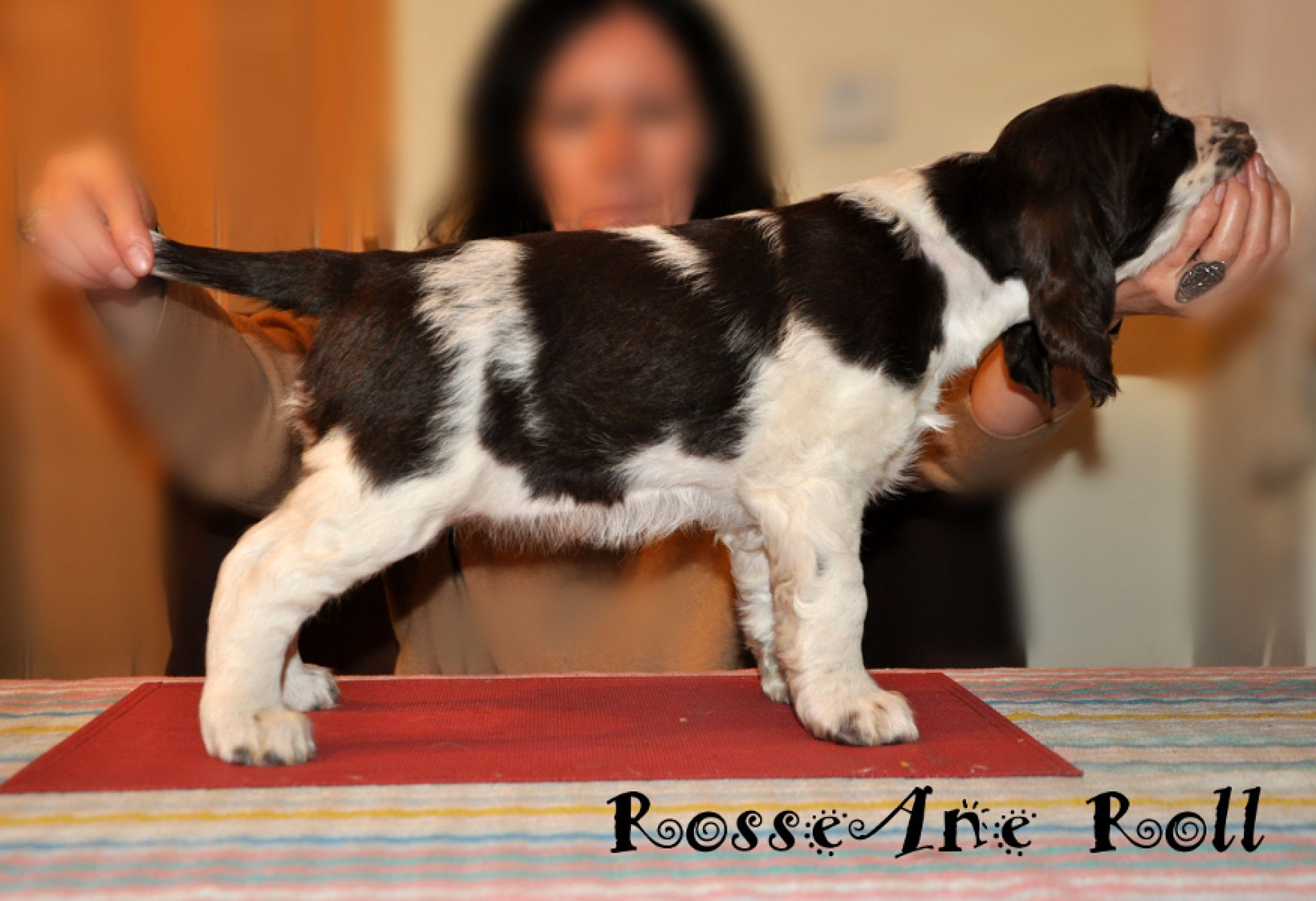 RosseAne Roll Petito Bonito