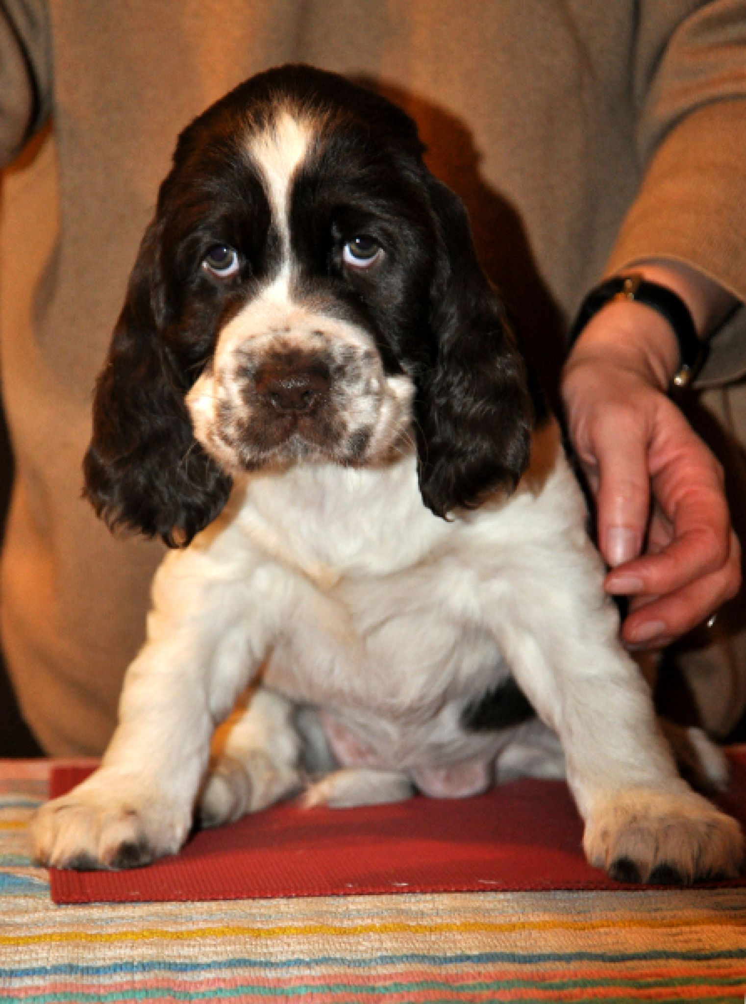 RosseAne Roll Petito Bonito