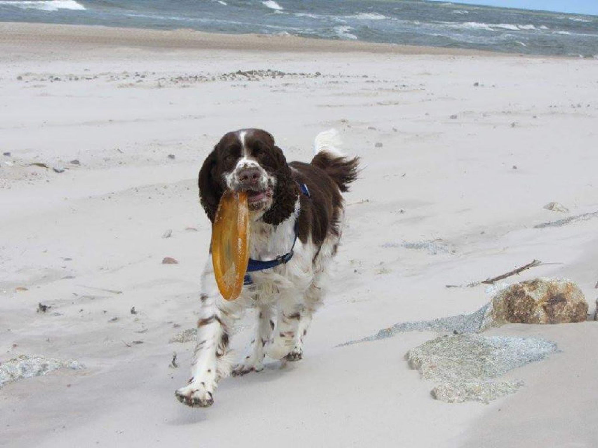 RosseAne Roll Petito Bonito