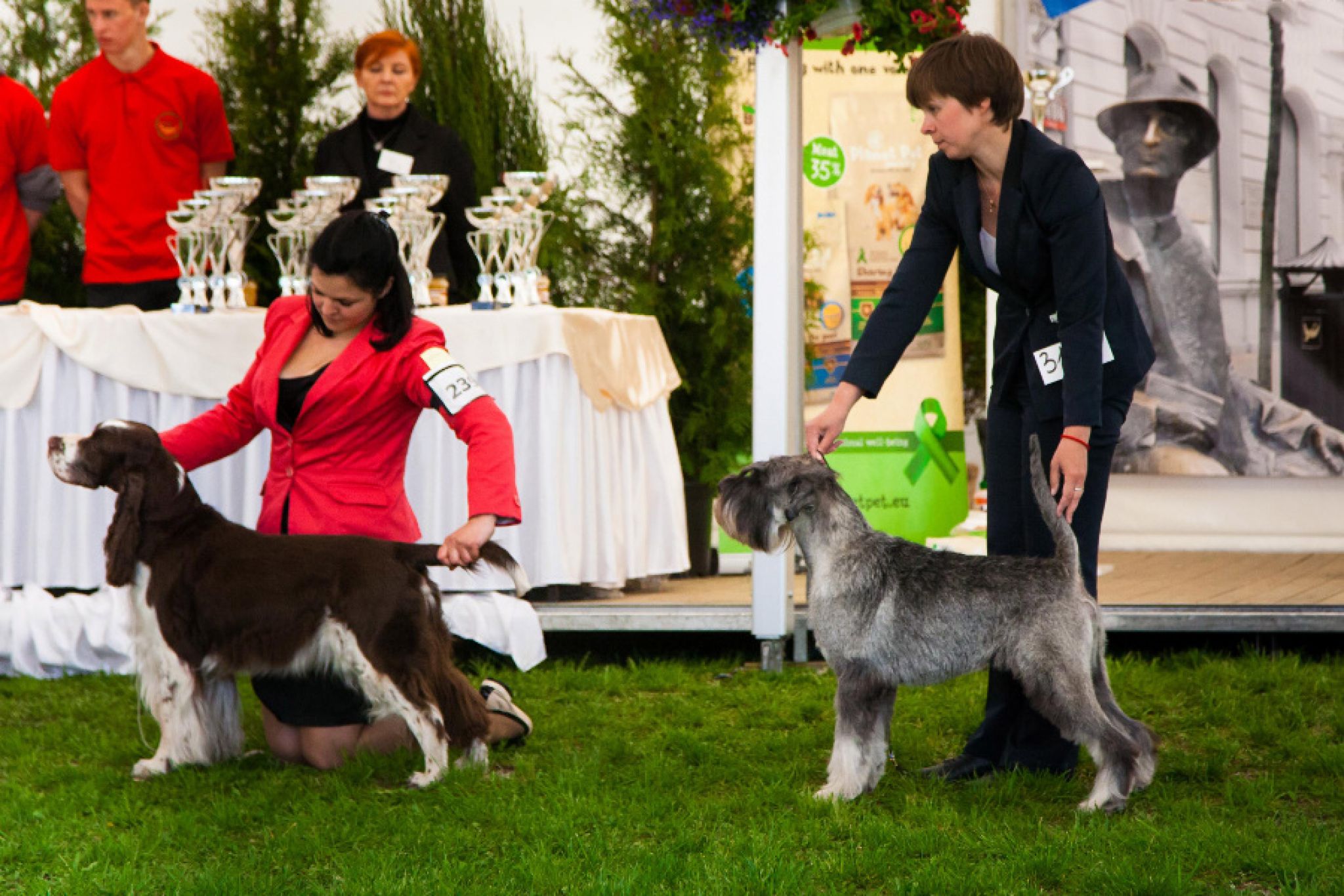 International Dog Show Łódź 02.05.2015, BIS Veteran, handler Monika Malitka, copyright Dogs-Shutter.